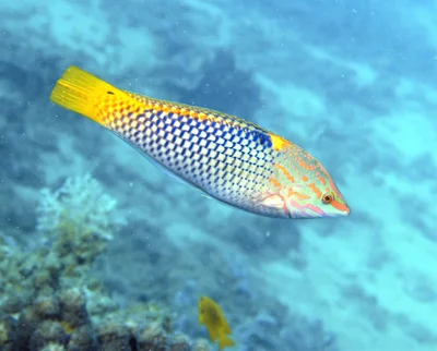 Halichoeres hortulanus
