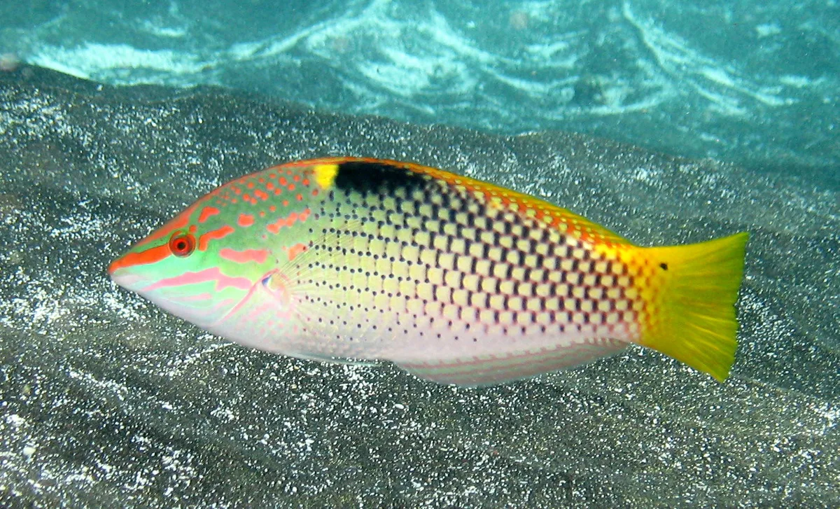 Halichoeres hortulanus