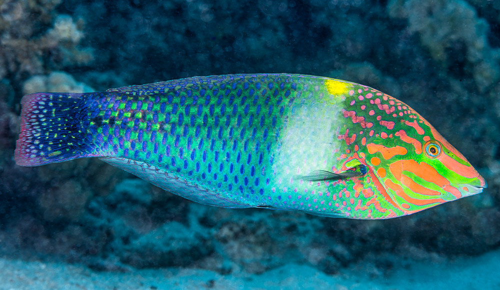 Checkerboard wrasse, terminal phase - Halichoeres hortulanus
