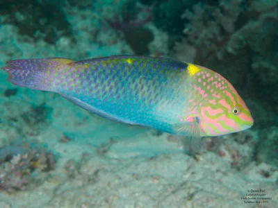Halichoeres Hortulanus