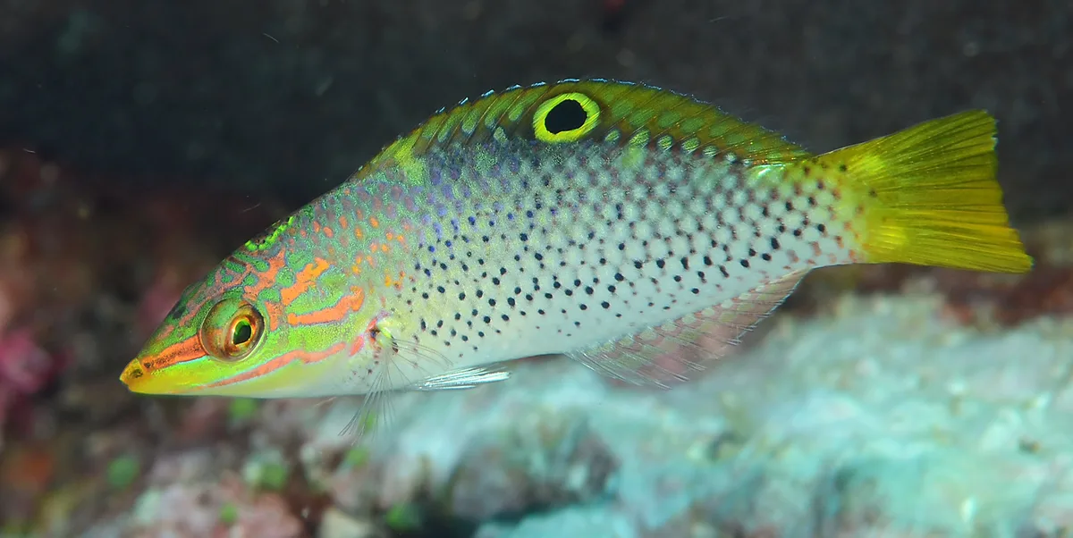 Halichoeres hortulanus 122673