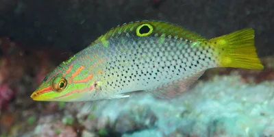 Halichoeres hortulanus 122673