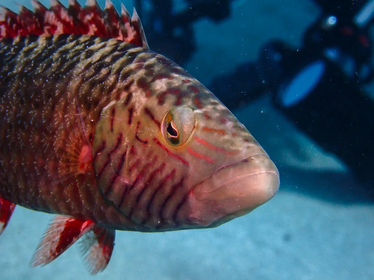 Cheek-lined Wrasse
