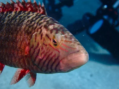 Cheek-lined Wrasse