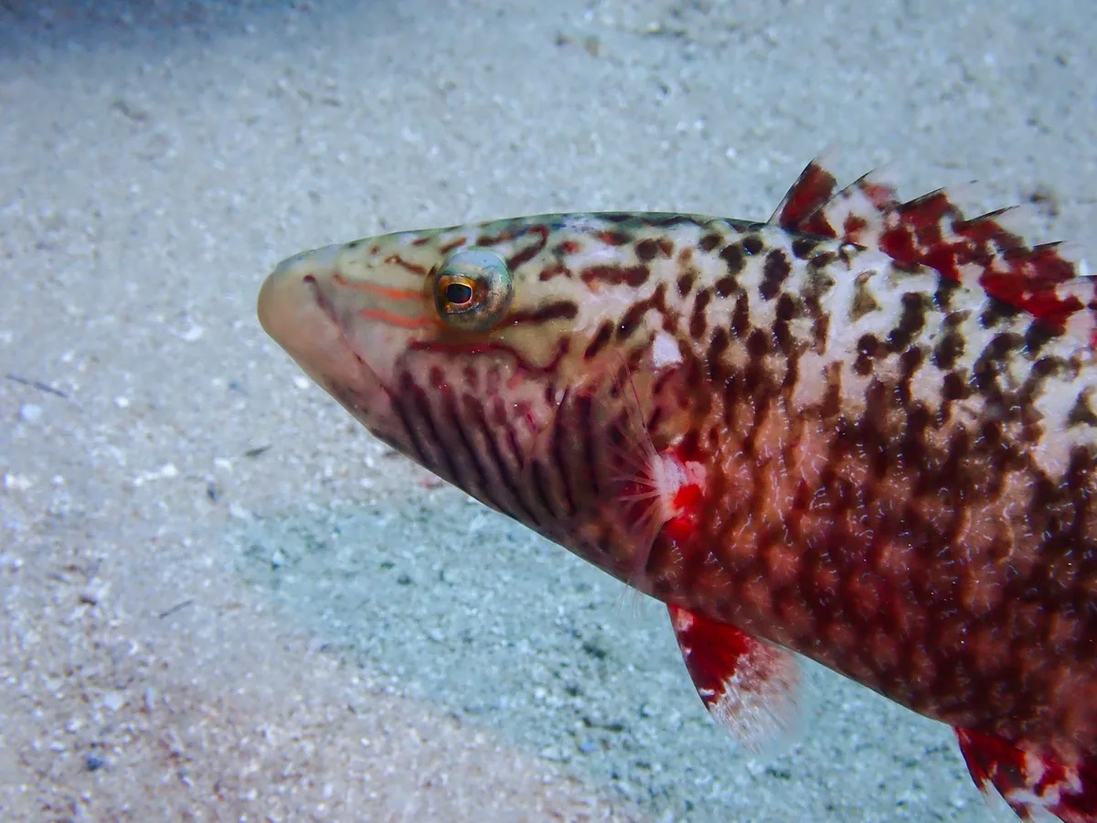 Cheek-lined Wrasse