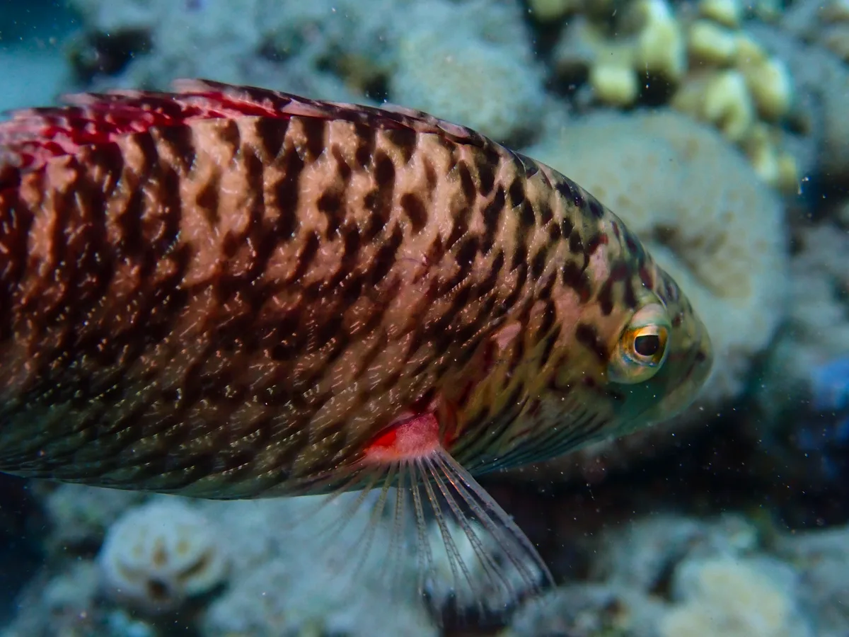 Cheek-lined Wrasse