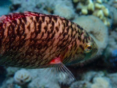 Cheek-lined Wrasse