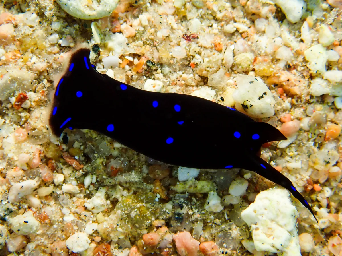 Chelidonura Livida
