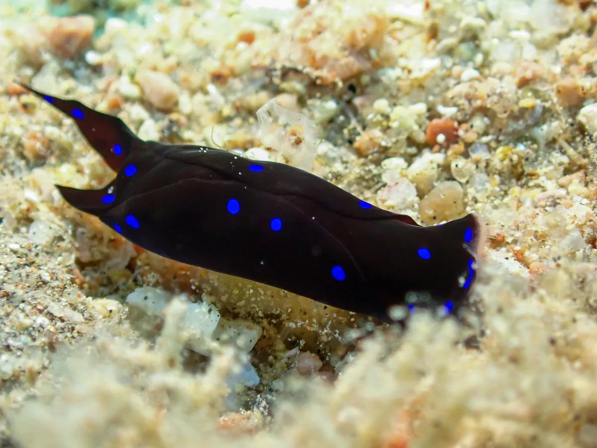 Chelidonura Livida
