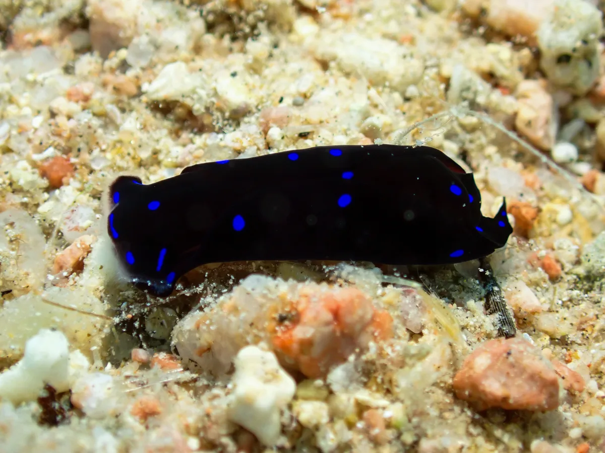 Chelidonura Livida