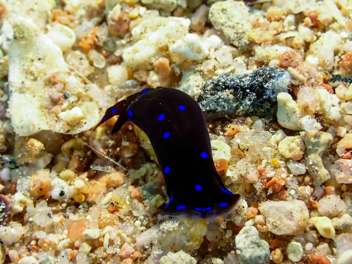 Chelidonura Livida