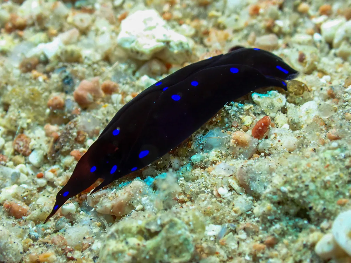 Chelidonura Livida