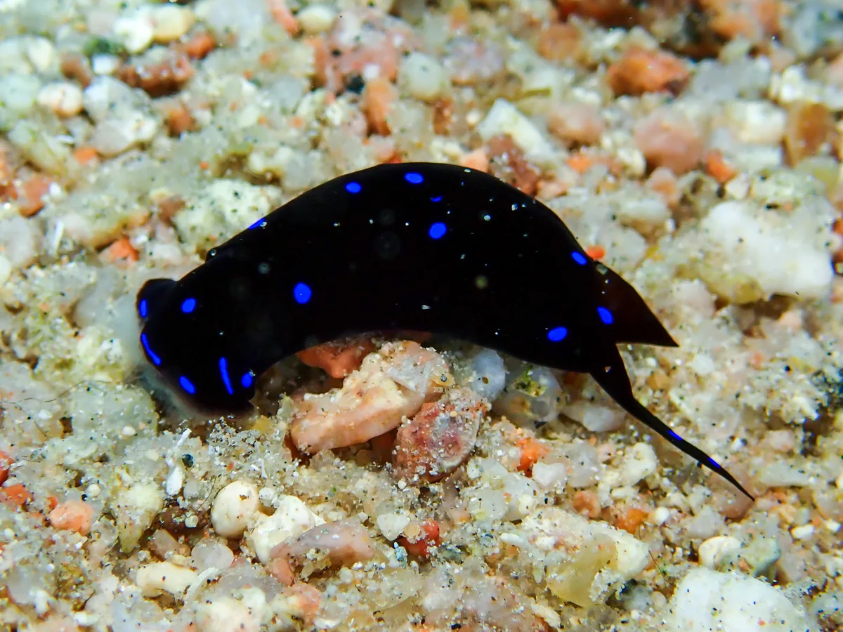 Chelidonura Livida