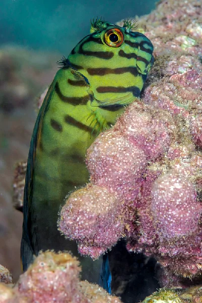 Chestnut Blenny