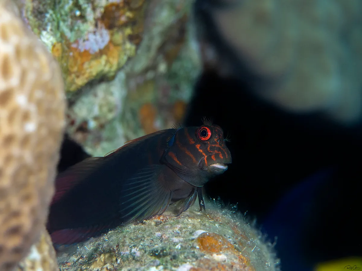 Chestnut Blenny