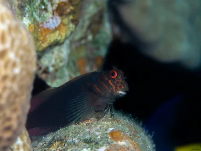 Chestnut Blenny