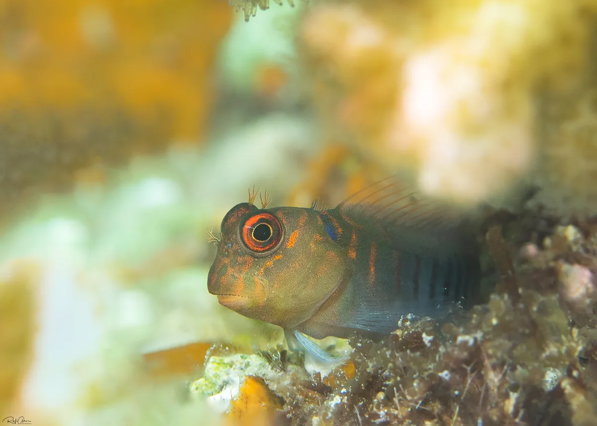 Chestnut Blenny