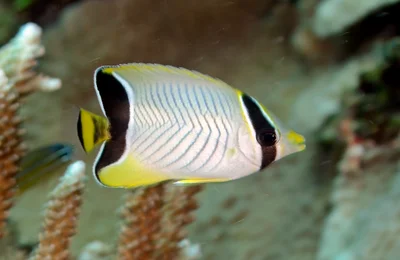 Chaetodon trifascialis 14 0198