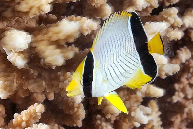 Chevroned Butterflyfish, juvenile - Chaetodon trifascialis