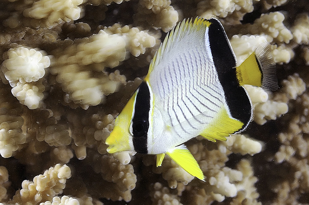 Chevroned Butterflyfish, juvenile - Chaetodon trifascialis