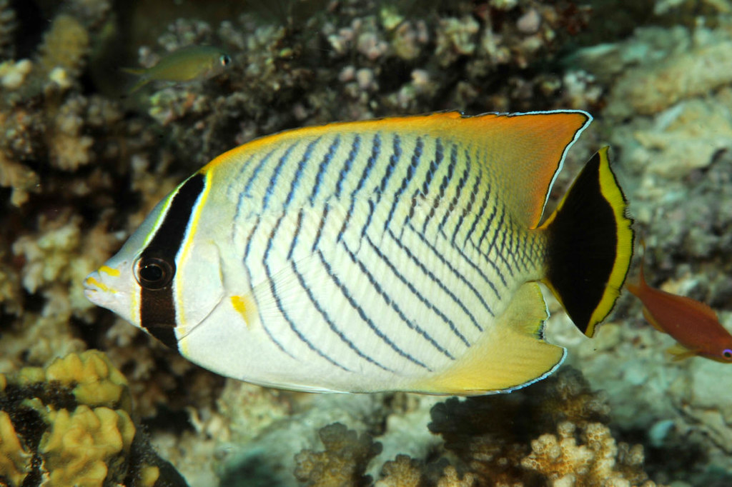 ผีเสื้อลายก้างปลา (Chaetodon trifascialis)