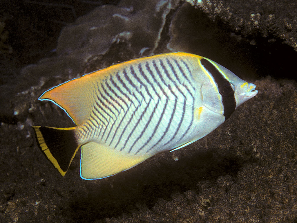 Chaetodon_trifascialis