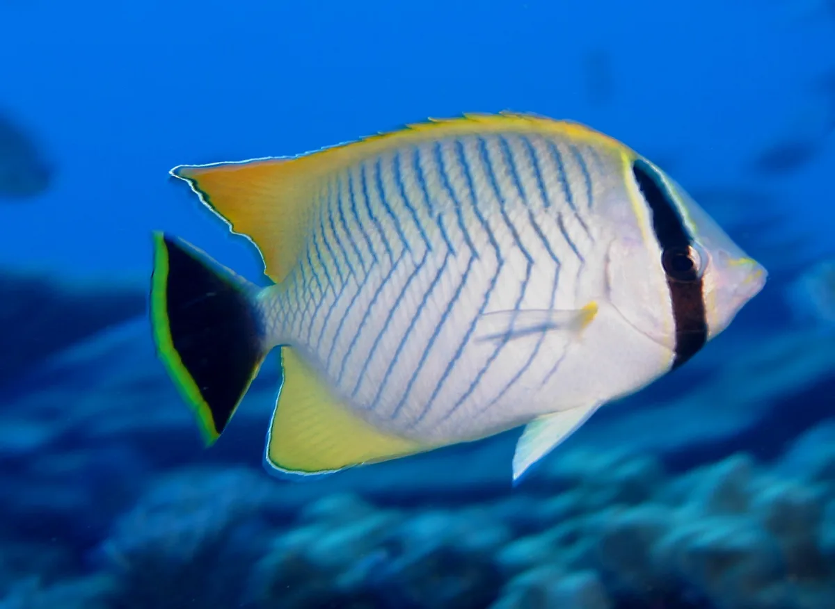 Chevron Butterflyfish