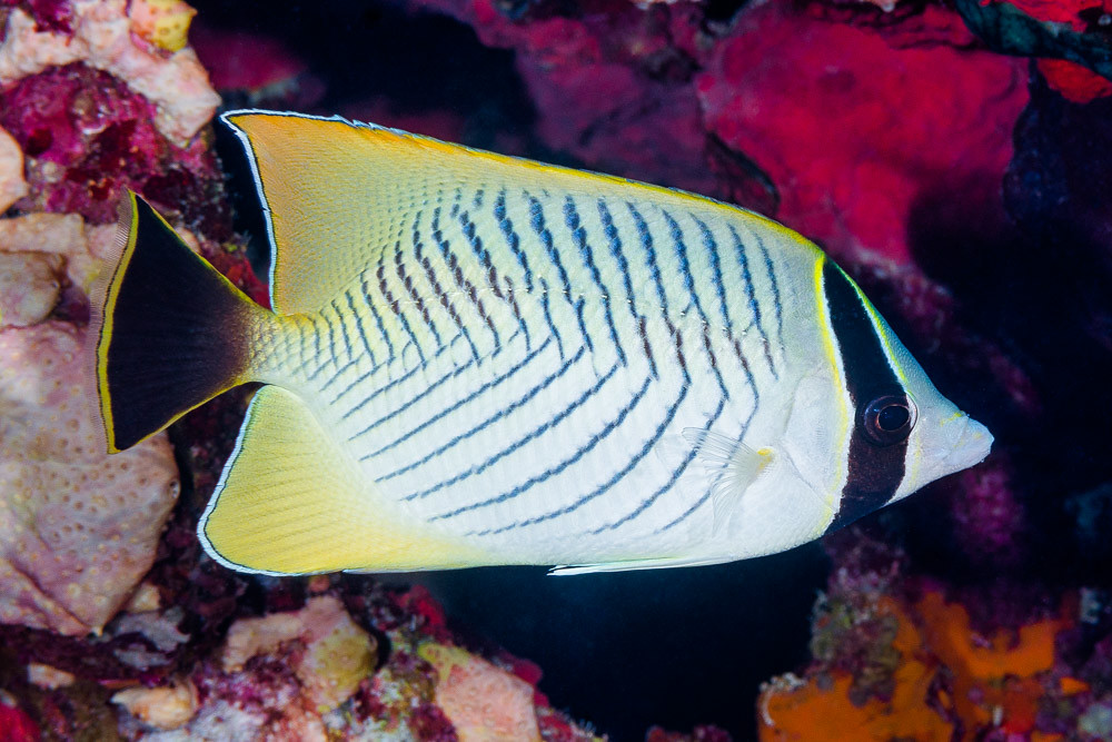 Chevroned butterflyfish - Chaetodon trifascialis