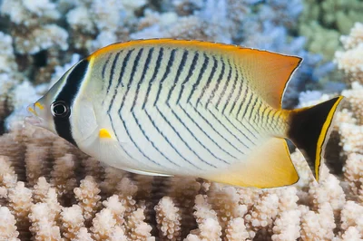 Chevroned Butterflyfish - Chaetodon trifascialis