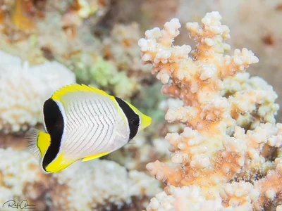 Chevron Butterflyfish - Juvenile - Chaetodon trifascialis