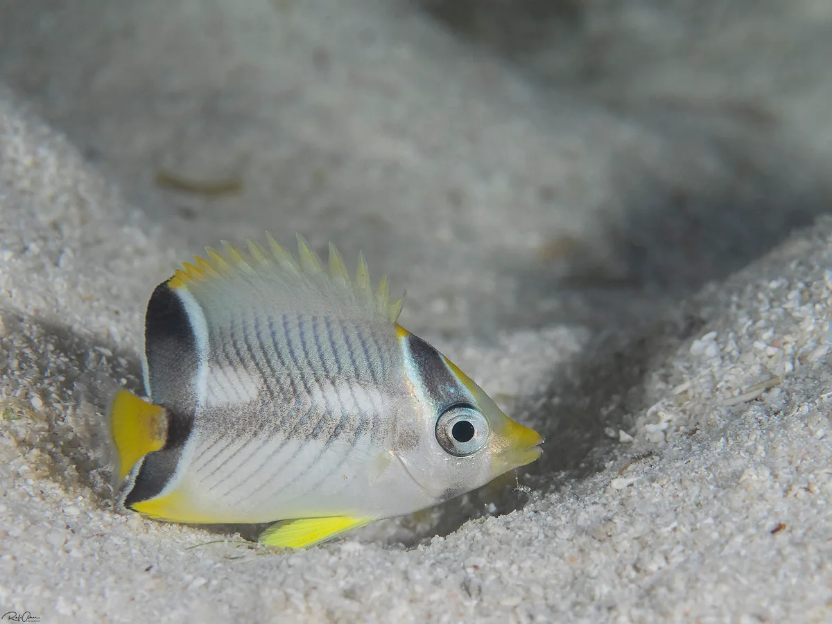 Chaetodon trifascialis - Chevron Butterflyfish