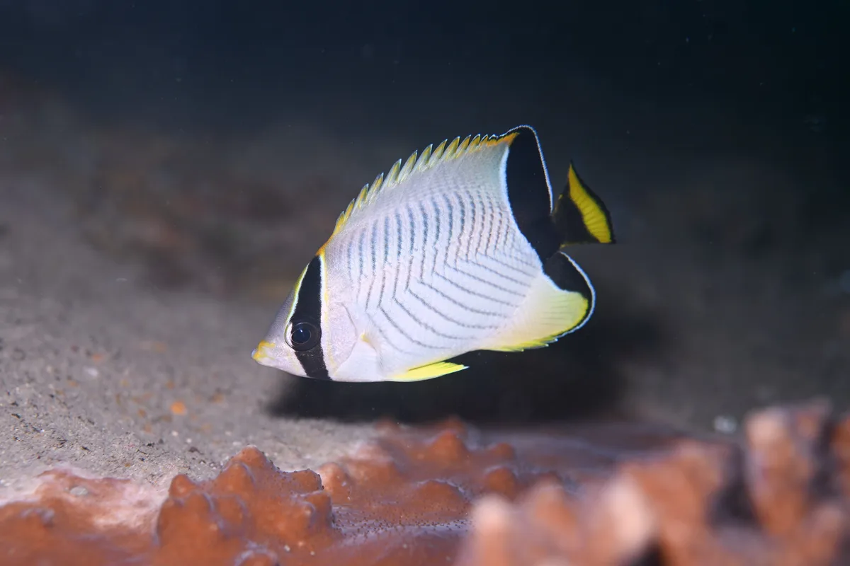 Chevron Butterflyfish - 2026