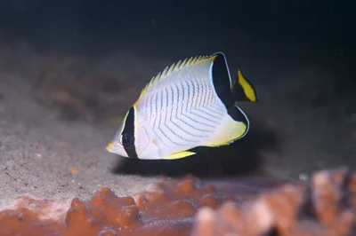Chevron Butterflyfish - 2026
