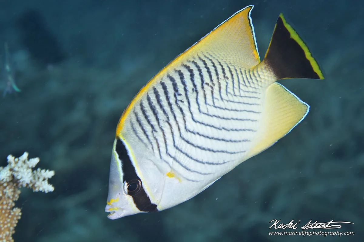 Chaetodon trifascialis 02