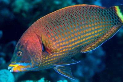 Chiseltooth wrasse, terminal phase - Pseudodax moluccanus