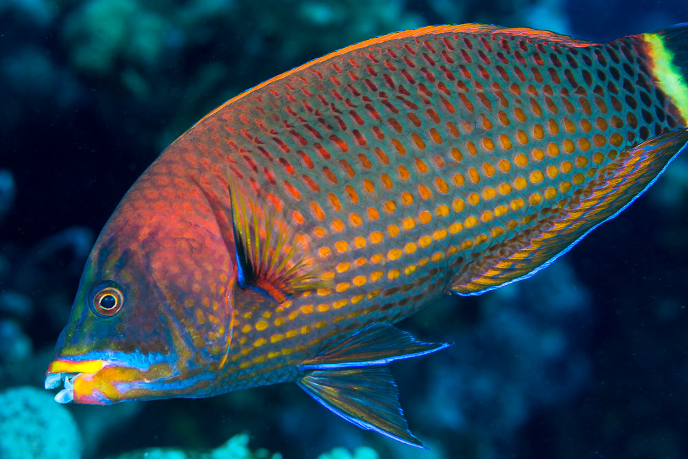 Chiseltooth wrasse, terminal phase - Pseudodax moluccanus