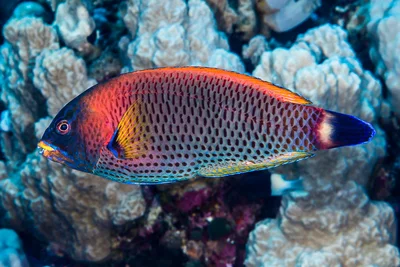 Chiseltooth wrasse, terminal phase - Pseudodax moluccanus