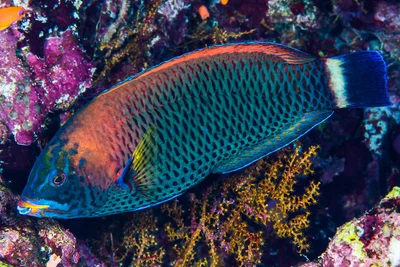 Chiseltooth wrasse, terminal phase - Pseudodax moluccanus