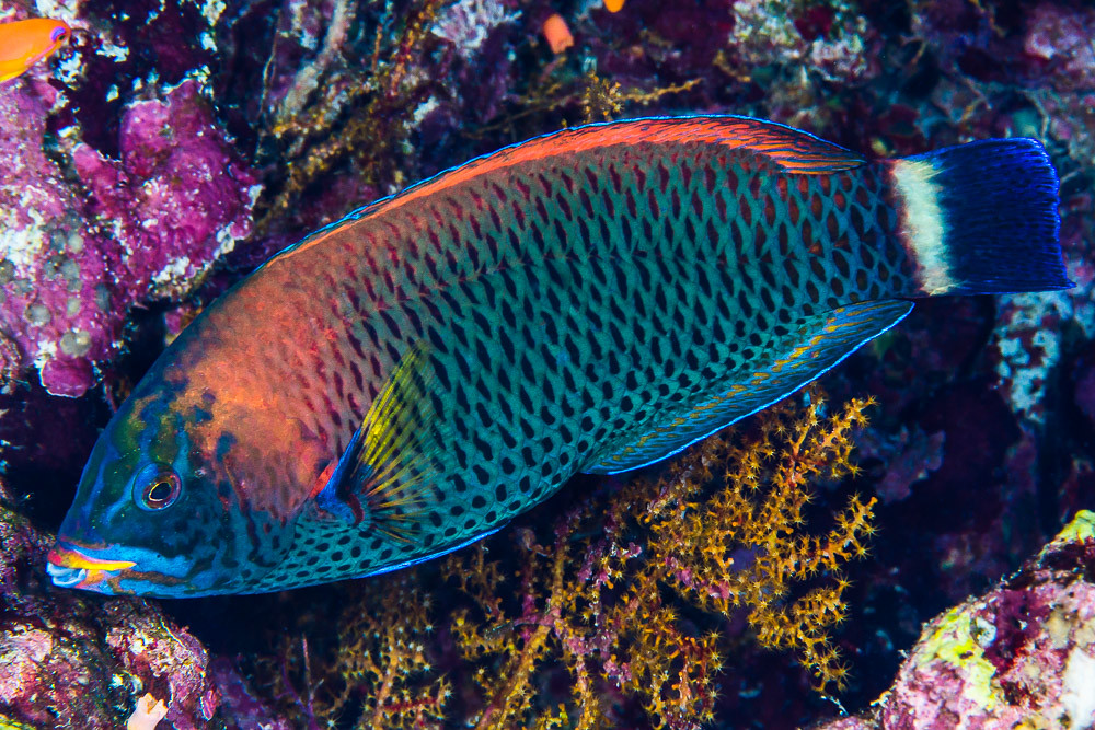 Chiseltooth wrasse, terminal phase - Pseudodax moluccanus