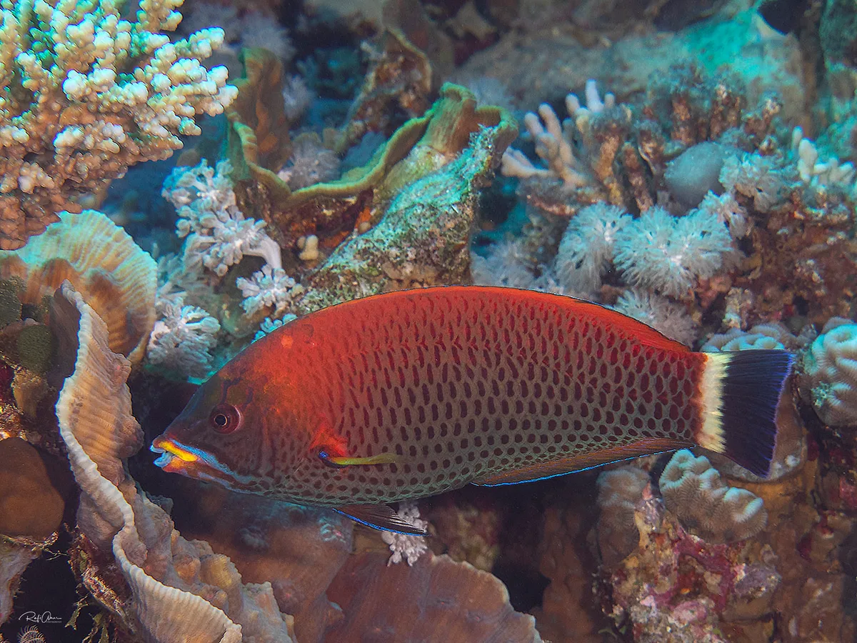 Chiseltooth Wrasse - Pseudodax moluccanus