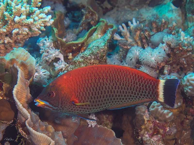 Chiseltooth Wrasse - Pseudodax moluccanus