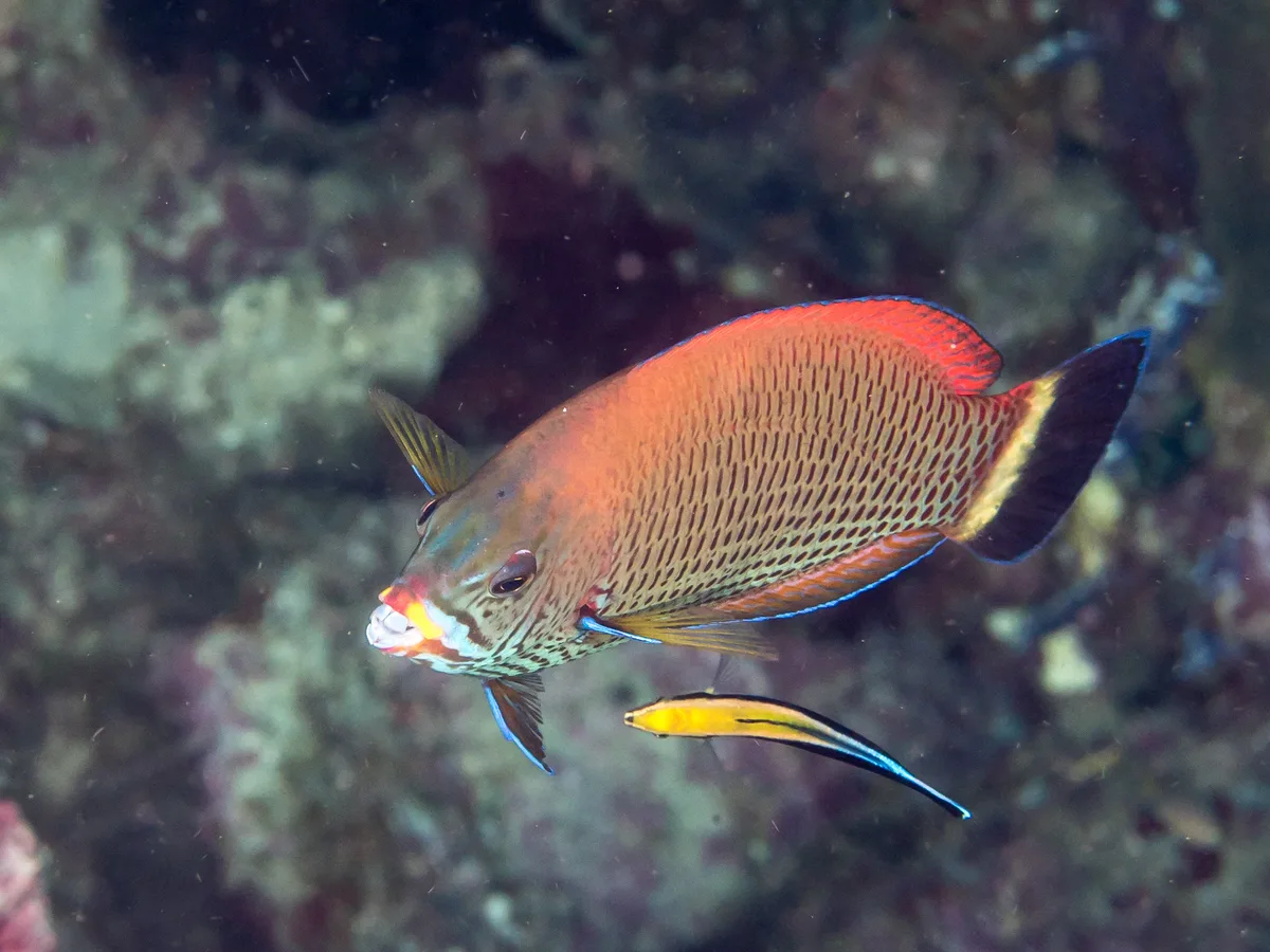 Chiseltooth wrasse (Pseudodax moluccanus)