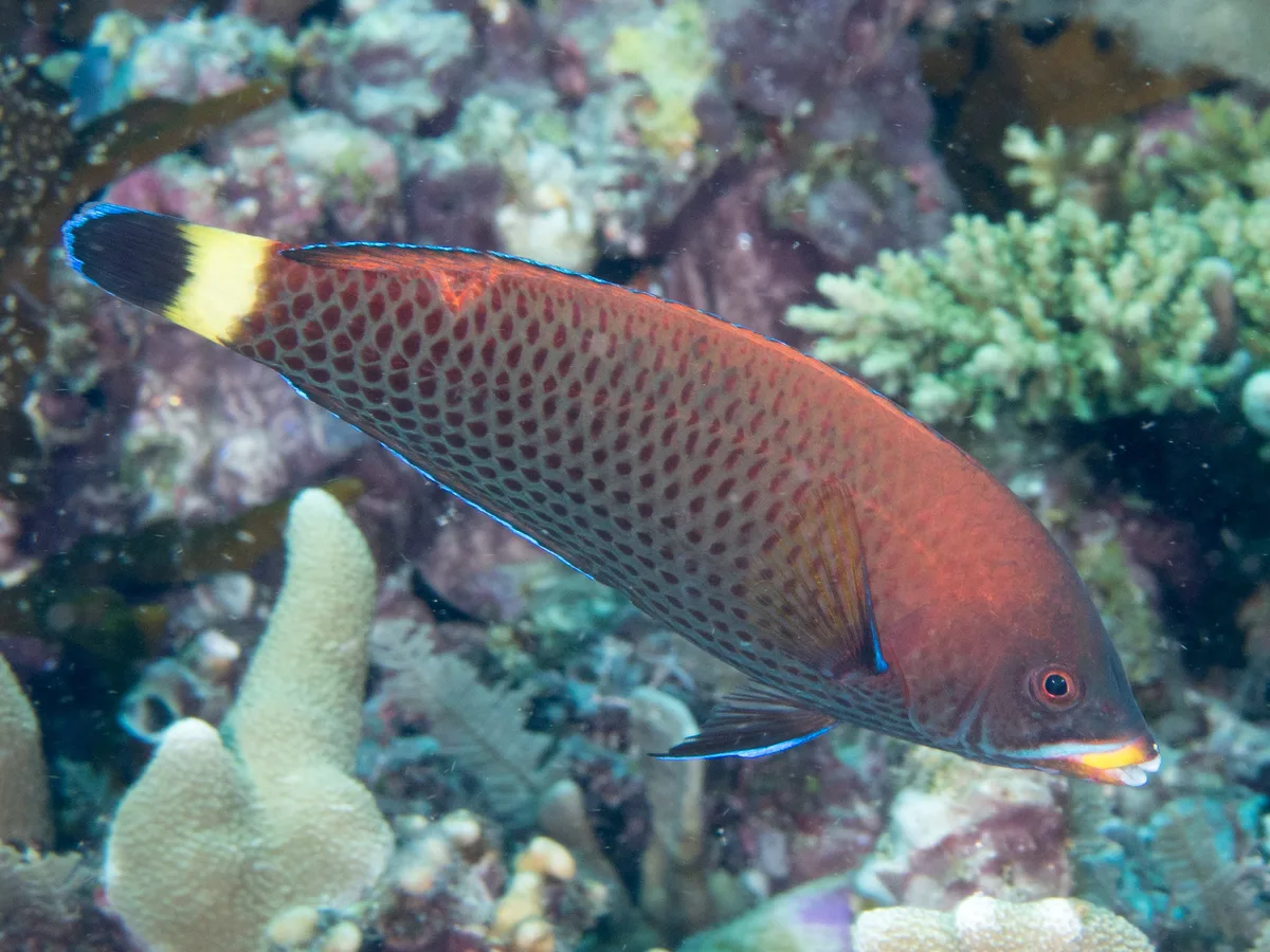 Chiseltooth wrasse (Pseudodax moluccanus)