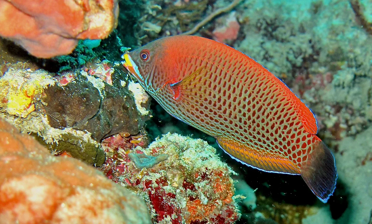 Chiseltooth Wrasse (Pseudodax moluccanus)