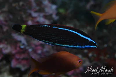 Pseudodax moluccanus - Halmahera Selatan, ID-MU, ID