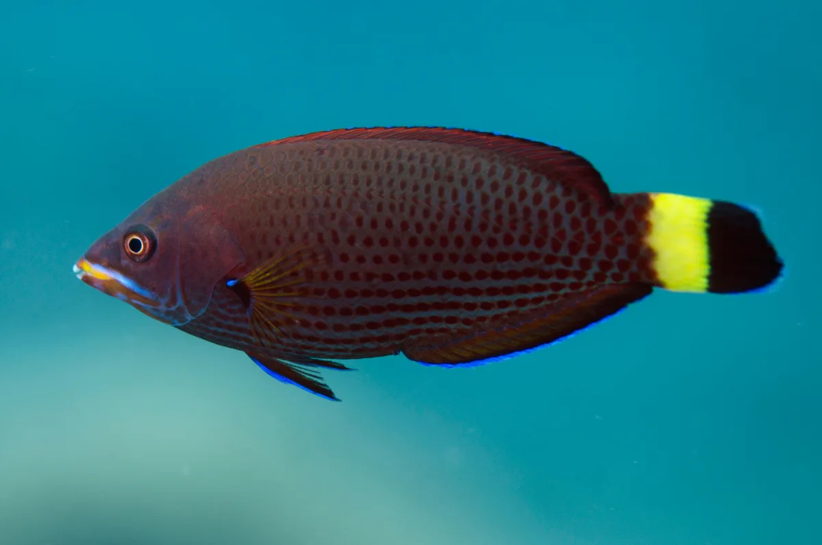 Pseudodax moluccanus - Coral Garden, LJl. Kubu, Tulamben, Kec. Kubu, Kabupaten Karangasem, Bali 80852, Indonesia