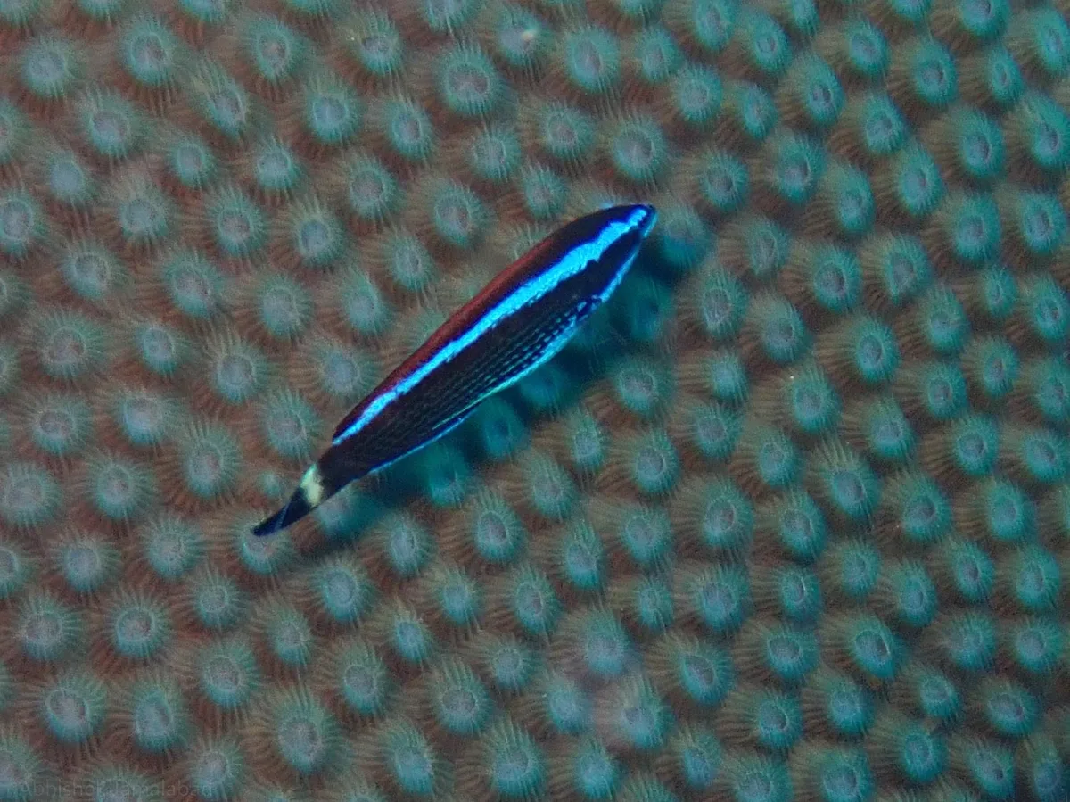 Pseudodax moluccanus - Lakshadweep, India