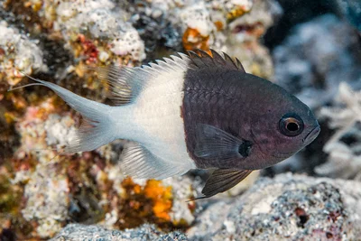 Half-and-half Chromis - Pycnochromis dimidiatus