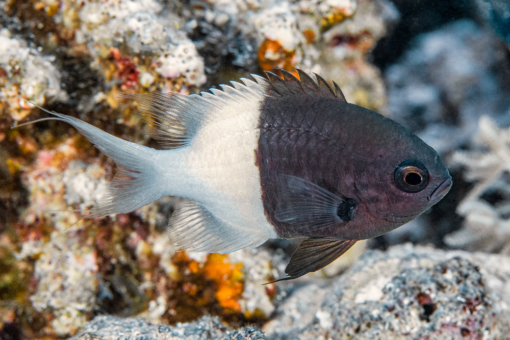 Half-and-half Chromis - Pycnochromis dimidiatus