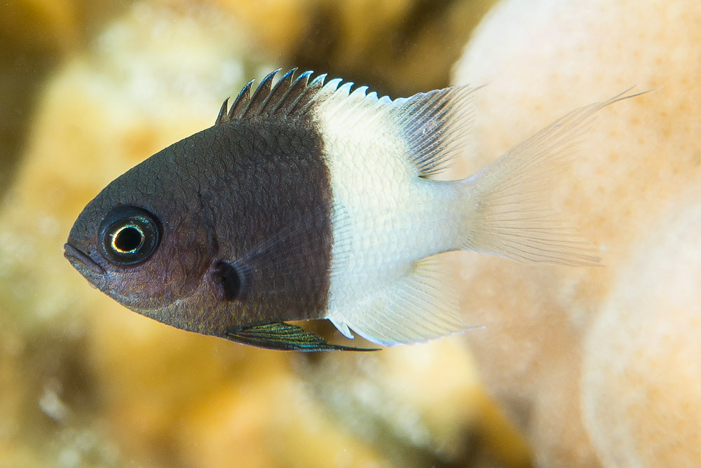 Half-and-half Chromis - Pycnochromis dimidiatus